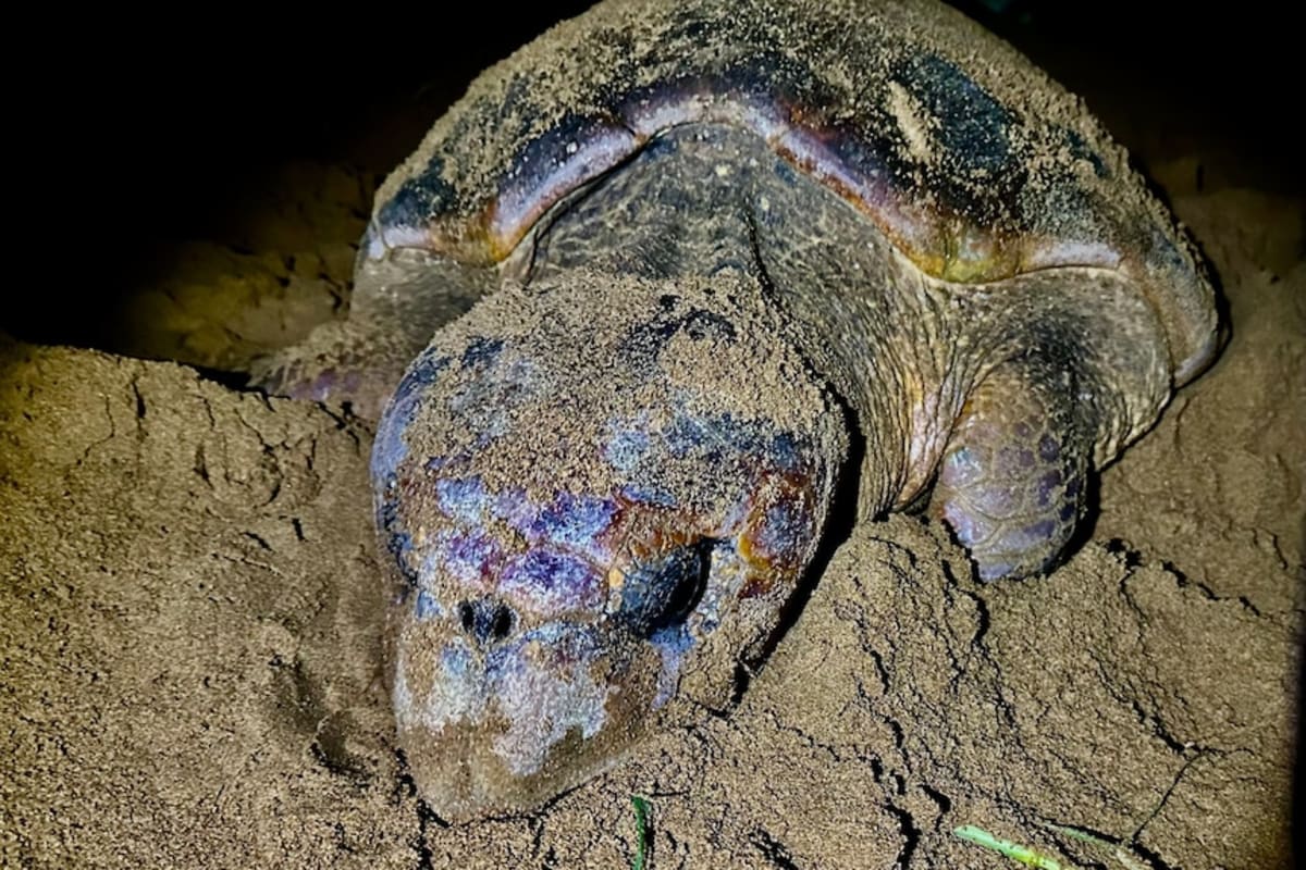 Rare Hybrid Turtle Hatchlings Found at Queensland Beach - Image 5