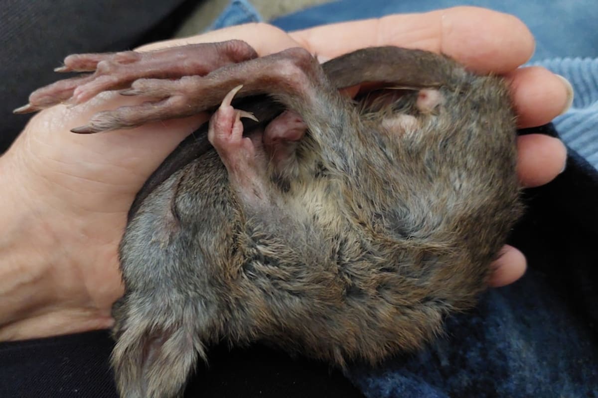 Students Save Orphaned Potoroo with Handmade Pouches - Image 4