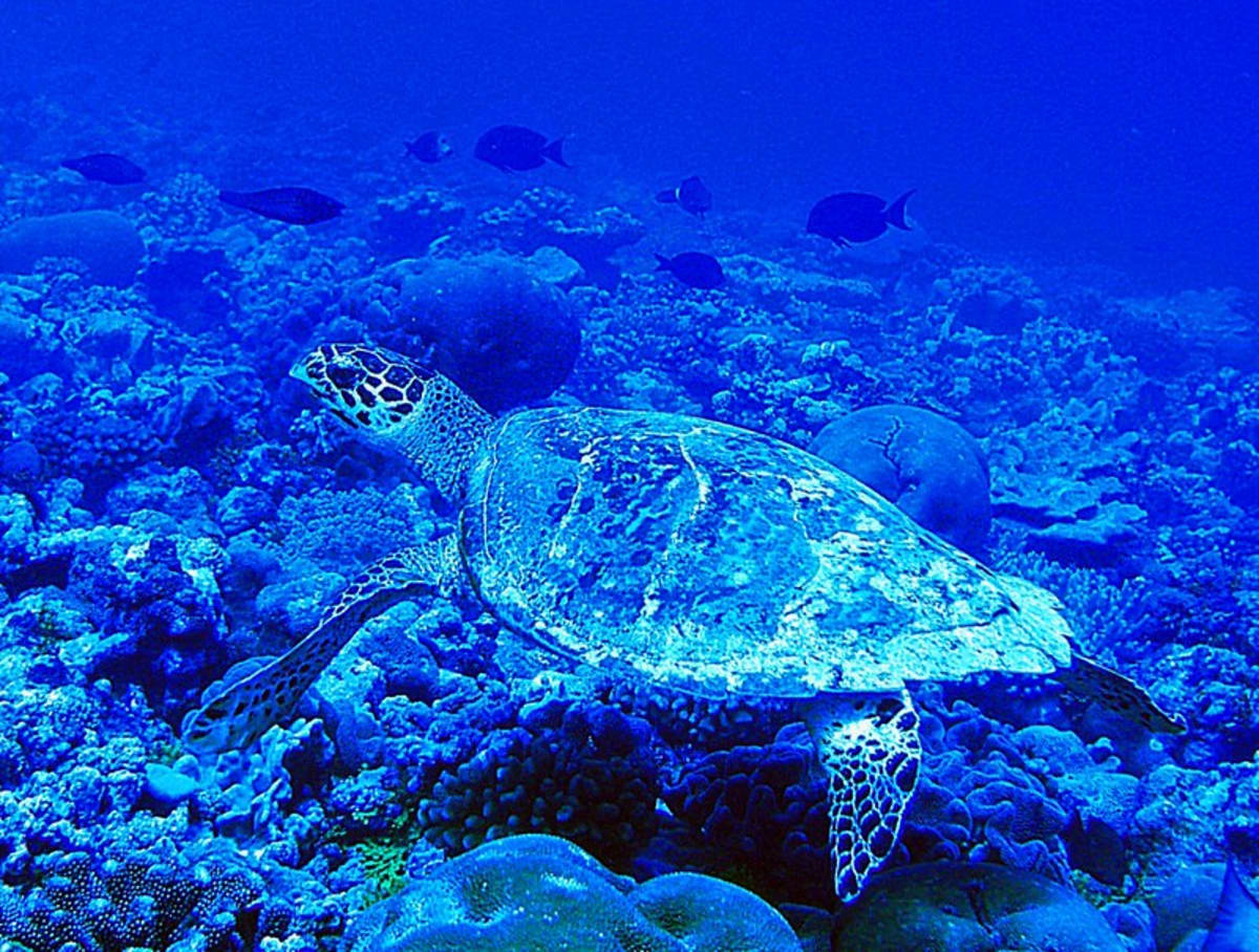 Global Effort Saves Hawksbill Sea Turtles From Extinction - Image 4