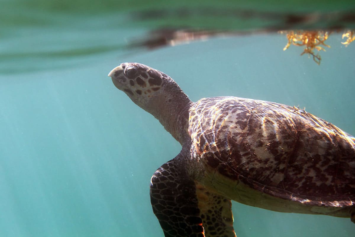 Global Effort Saves Hawksbill Sea Turtles From Extinction - Image 3