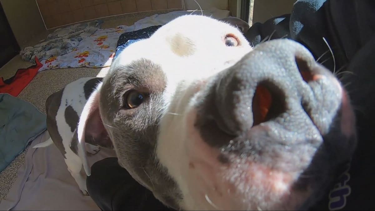 Duke the Dog Saved Hours Before Euthanasia, Now Ready