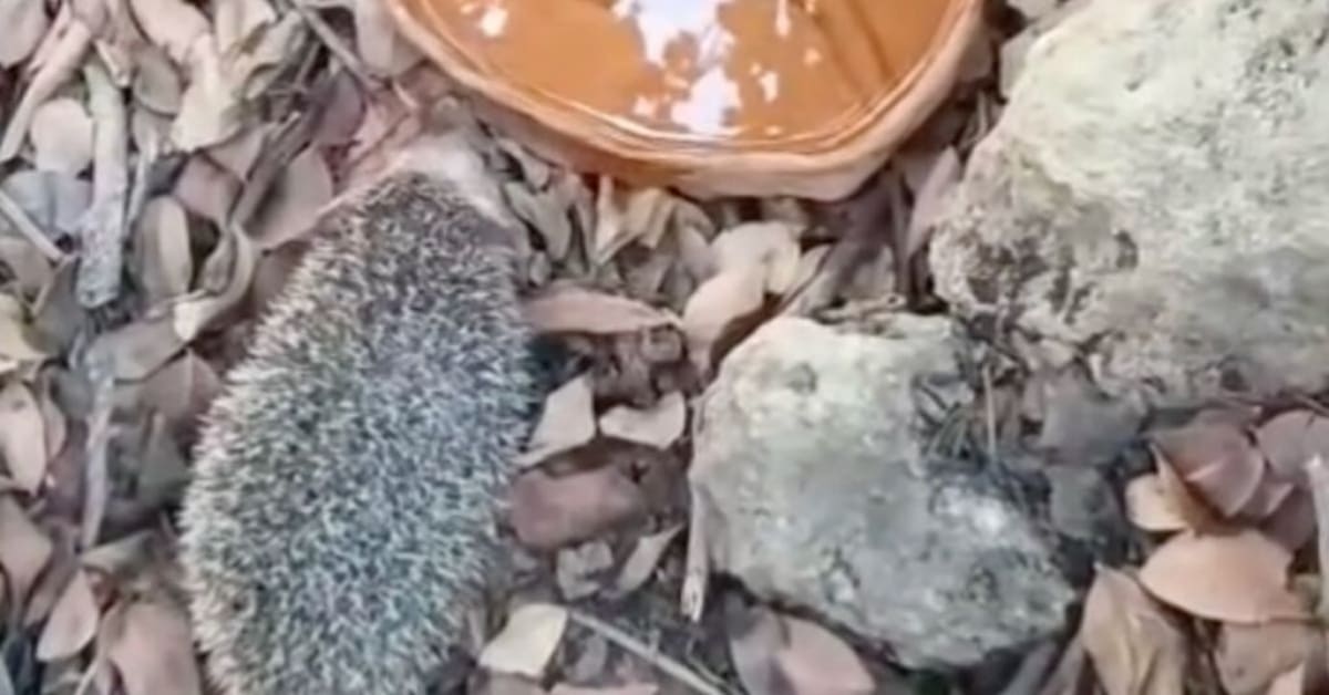 Small brown hedgehog named Nello being released into natural habitat by wildlife rescue team