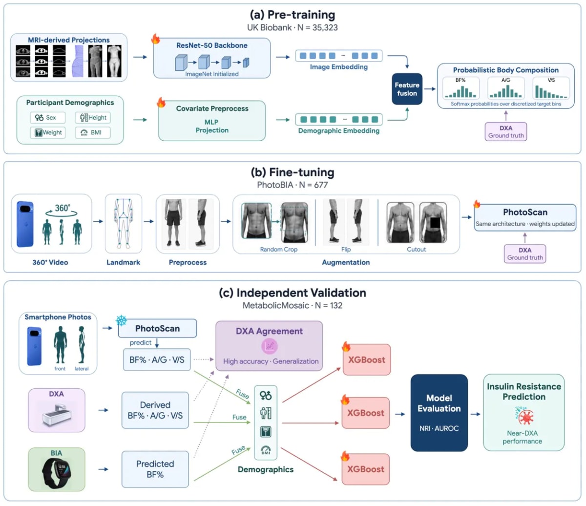 Google AI Turns Smartphone Camera Into Body Fat Scanner - Image 2