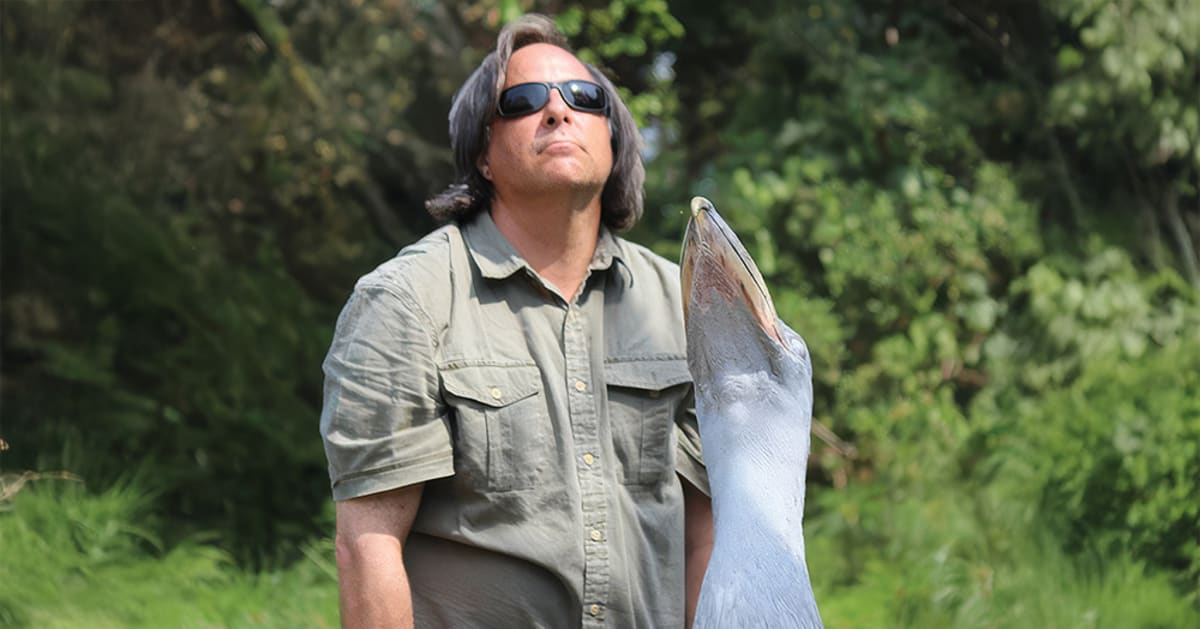 Paleontologist Christopher Brochu observing a large shoebill bird at Uganda wildlife center in 2016