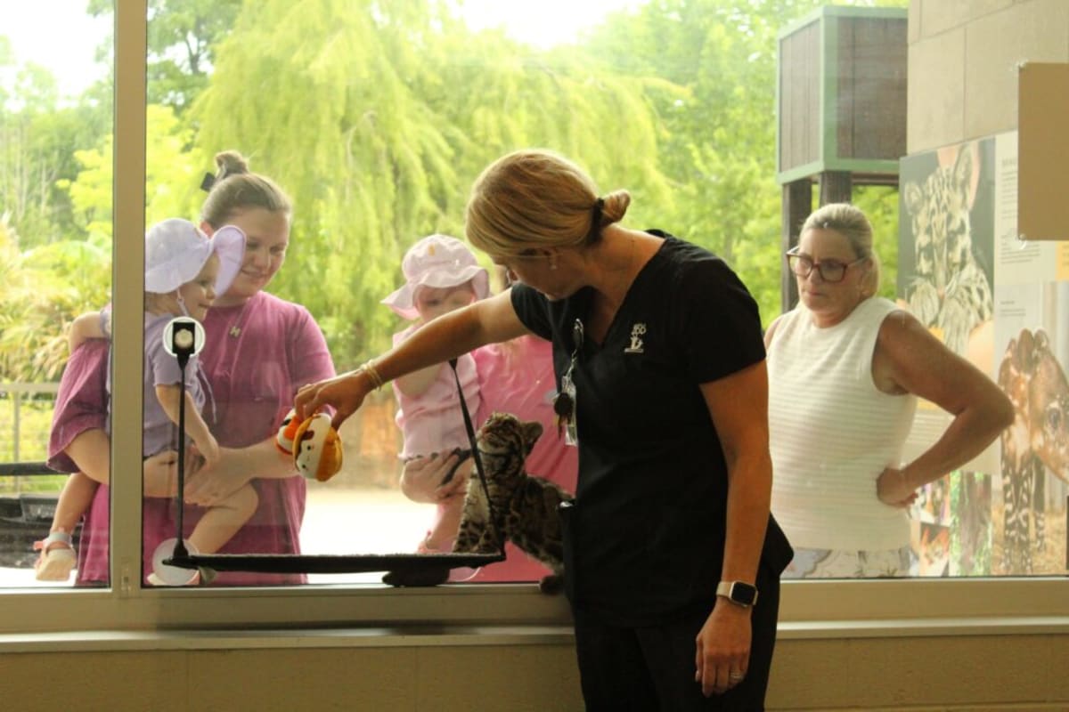 Nashville Zoo's 50th Clouded Leopard Born Since 1991 - Image 3