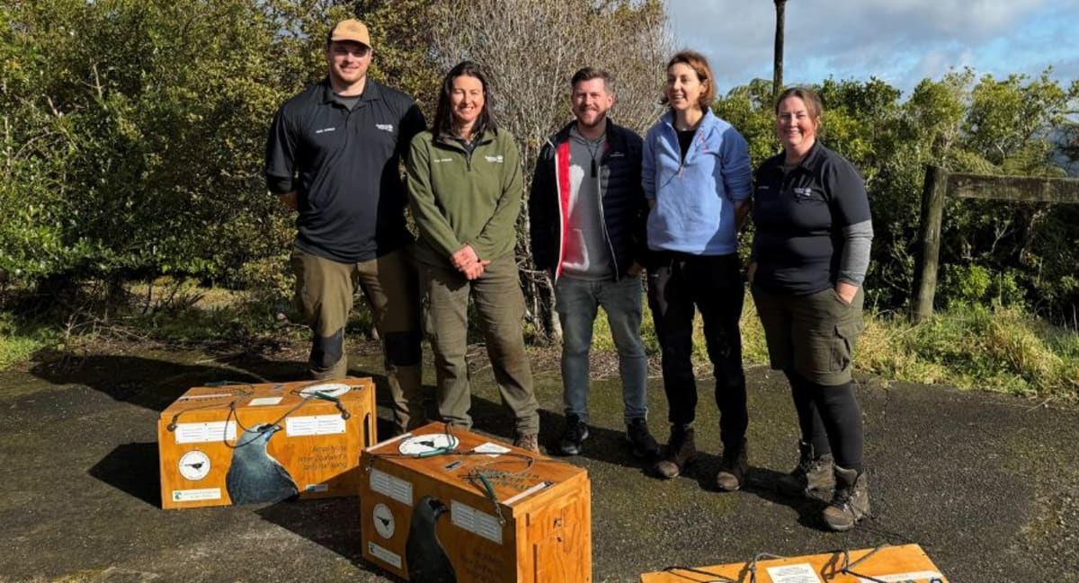 Auckland Saves Rare Songbird, Now Shares 20 With Northland