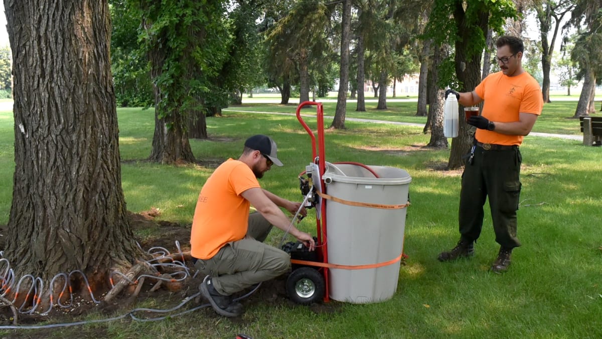Prince Albert Protects 31 Historic Elms From Disease - Image 2