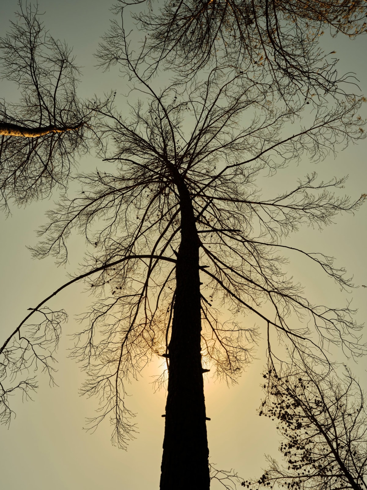 Wisconsin Historic Site Plants 49 Trees After Beetle Loss - Image 3