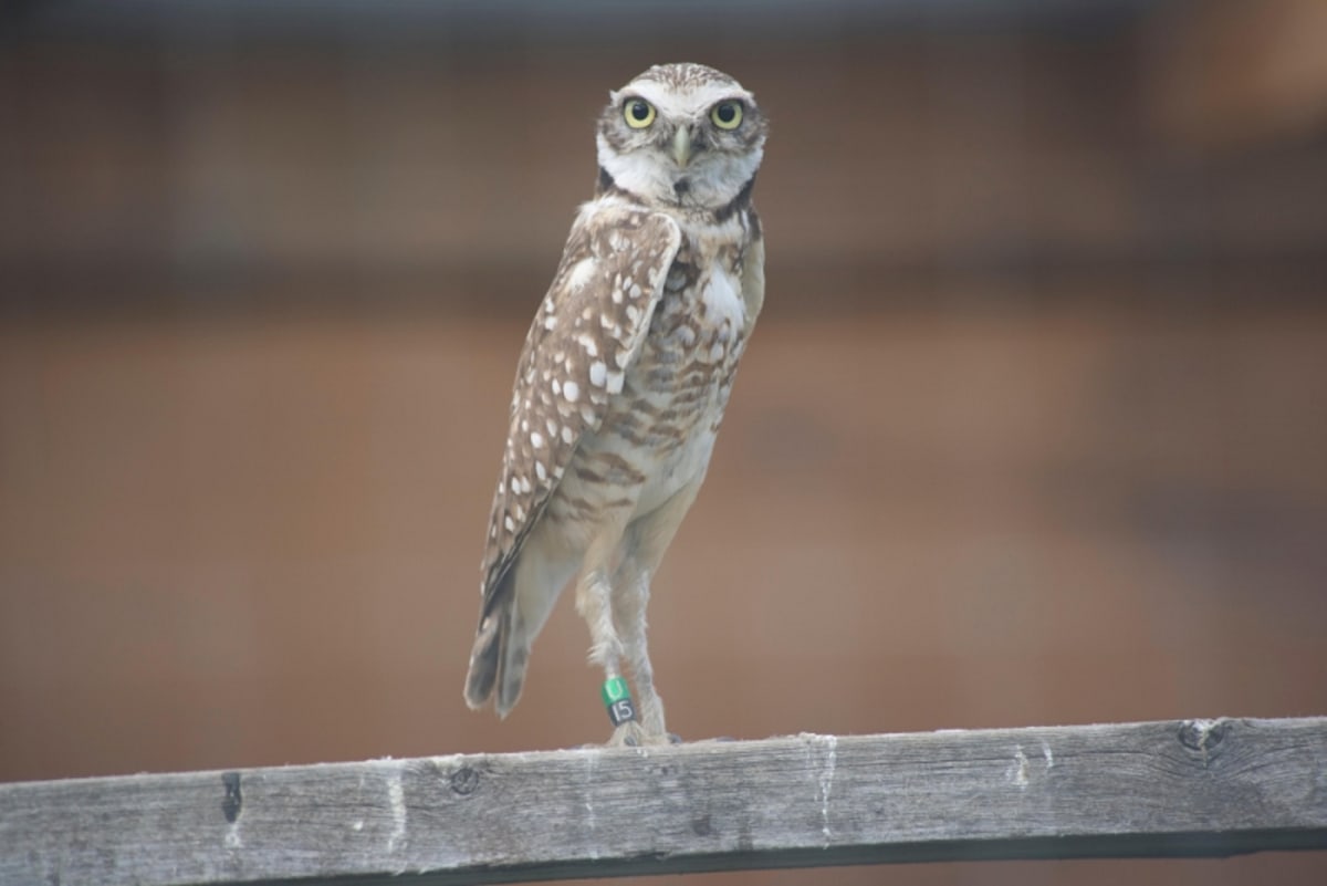 Small brown and white burrowing owl standing at entrance of underground burrow in grassland habitat