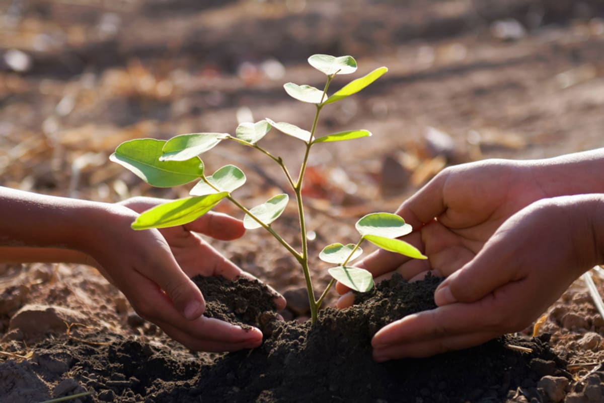BC Invests $335M to Plant 74 Million Trees by 2027
