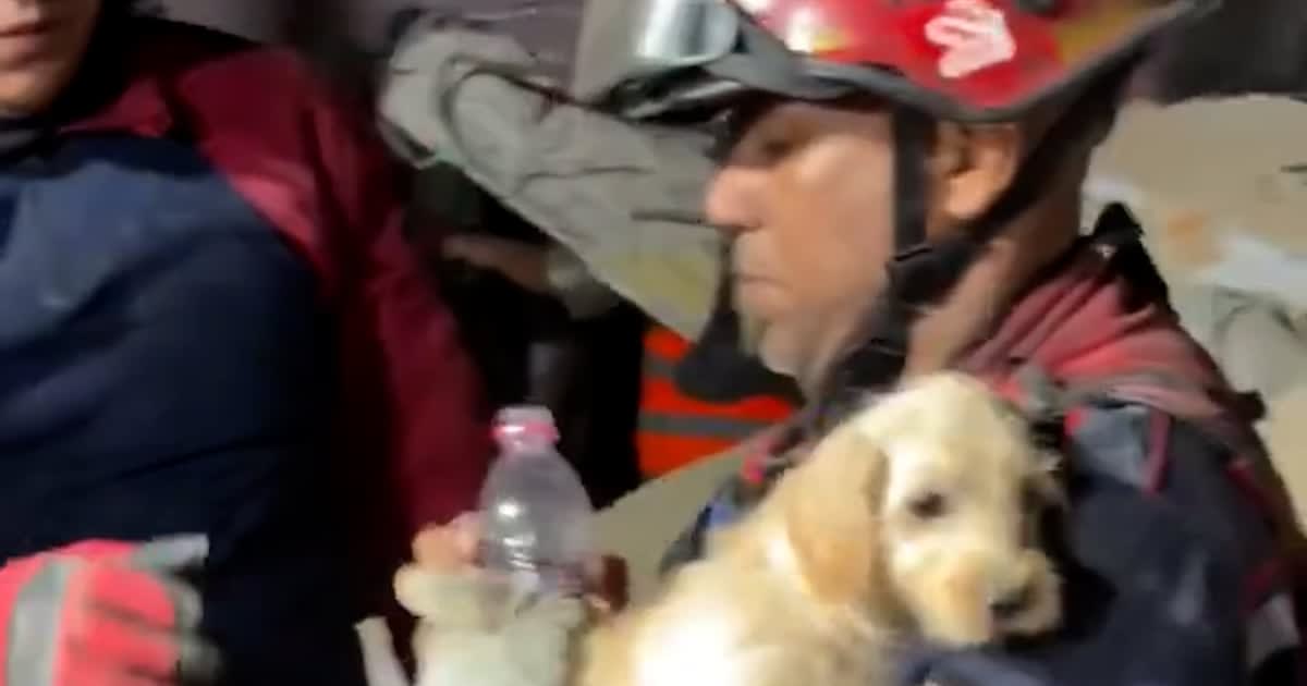 Firefighters give water to rescued dog in Caracas" with a 29-second runtime.