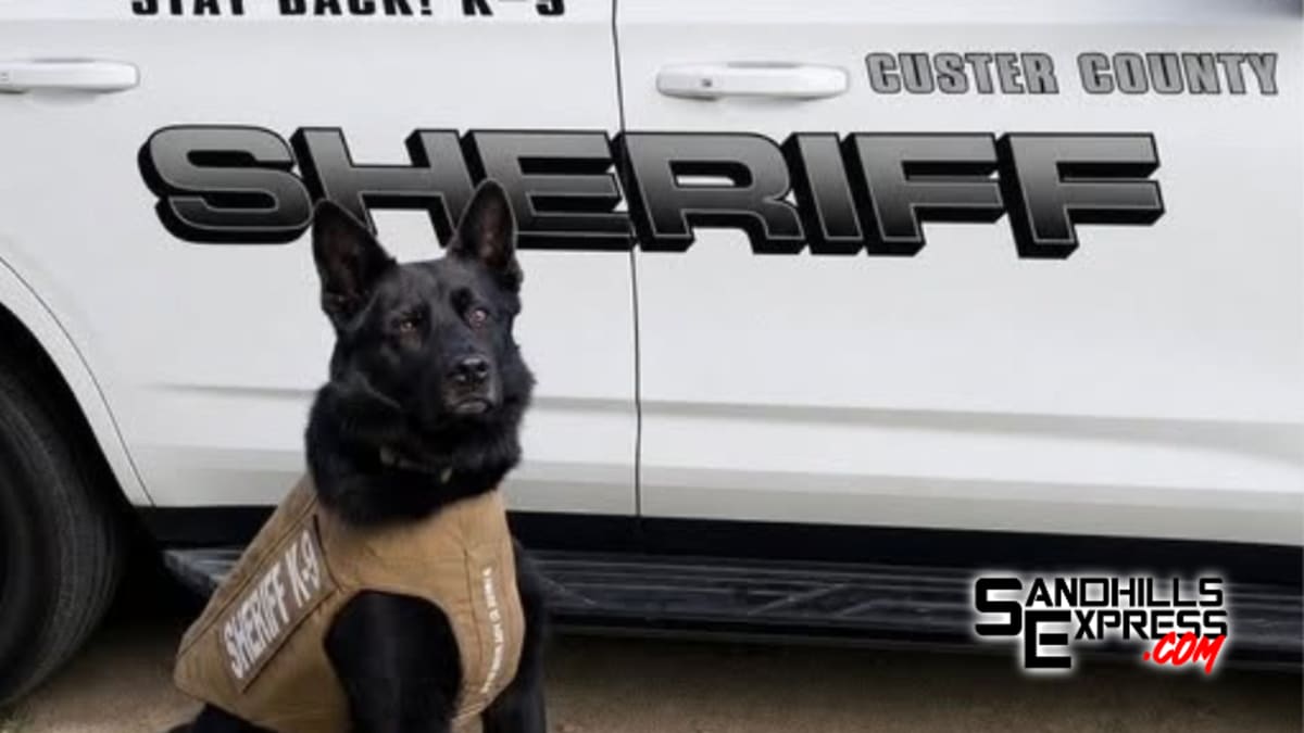 K9 Vader, a German Shepherd police dog, wearing his new protective vest at Custer County Sheriff's Office
