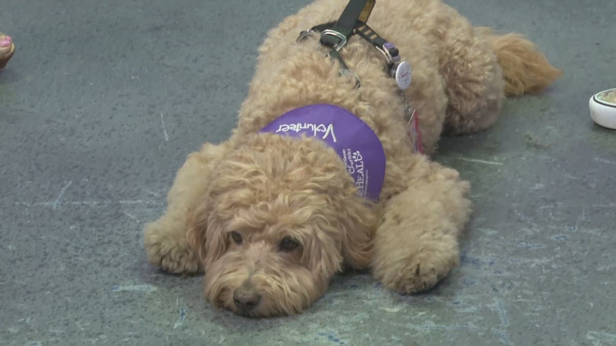 Therapy Dogs Bring Comfort to Phoenix Children's Hospital - Image 2