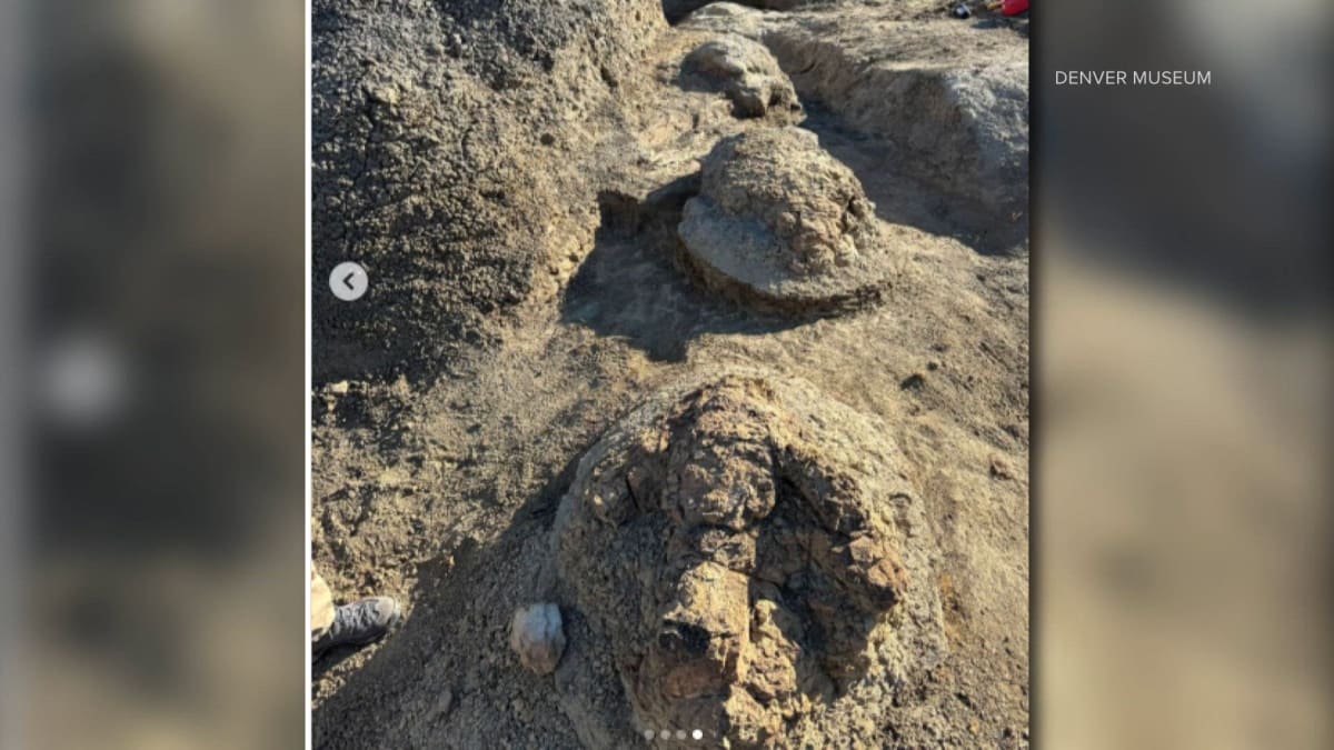 First T. Rex Trackway Found in North Dakota - Image 3