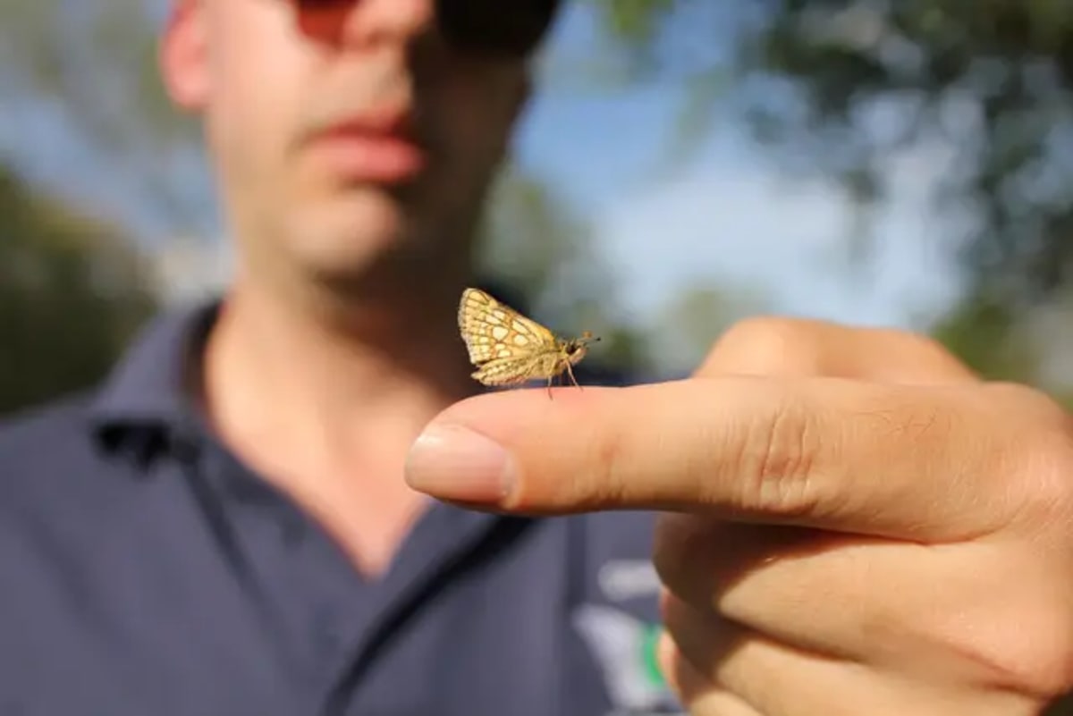 Extinct Butterfly Returns to England After 50 Years