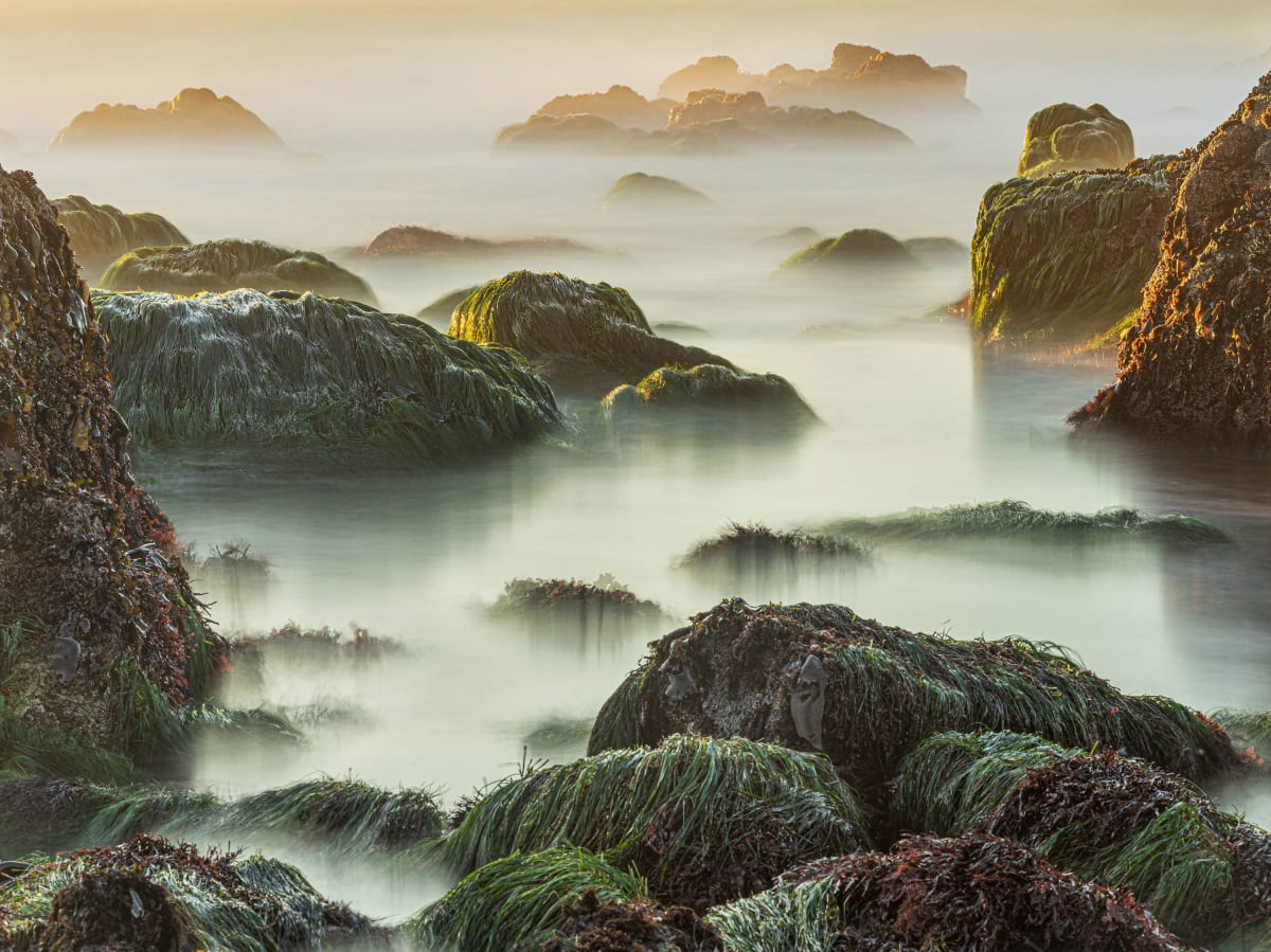 Pandemic Walks Sparked Photographer's Stunning Nature Book - Image 3