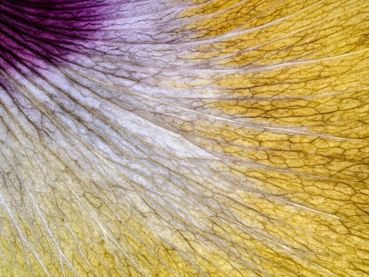Pandemic Walks Sparked Photographer's Stunning Nature Book - Image 5