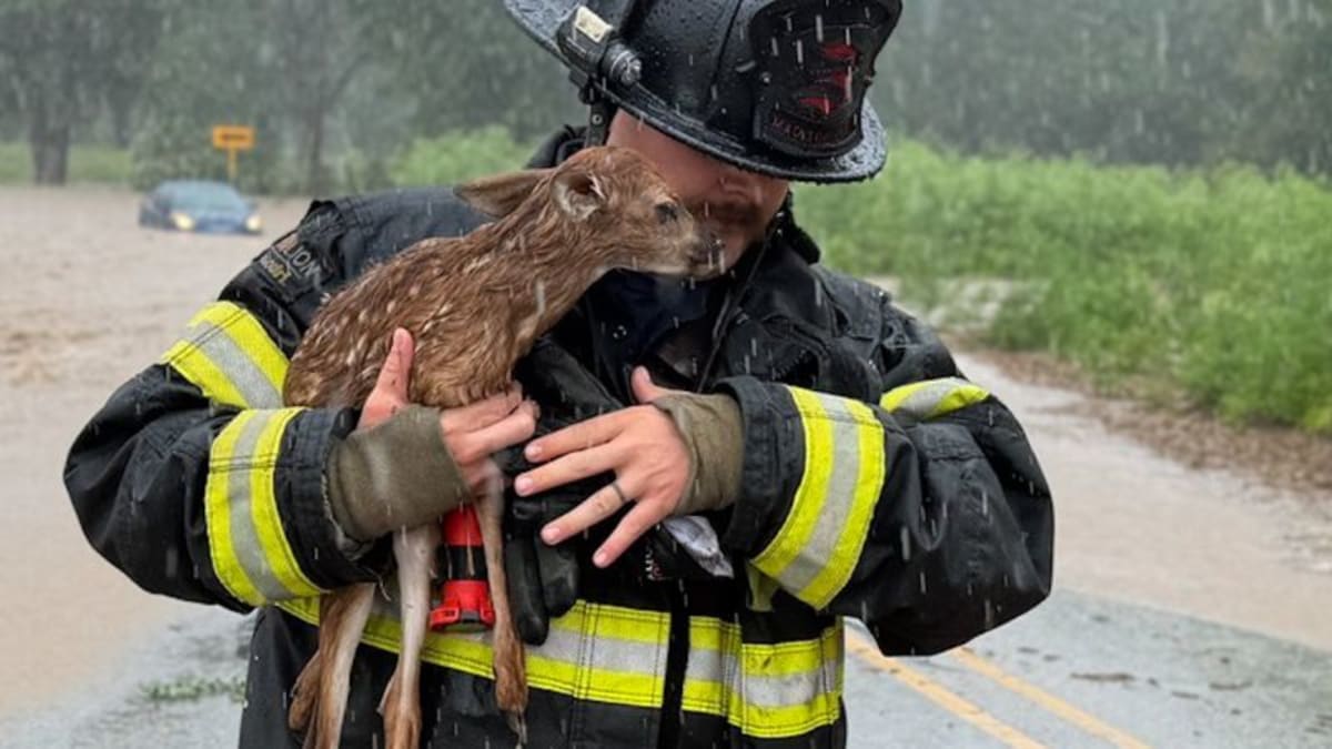 Indiana Firefighters Save Fawn from Rising Floodwaters
