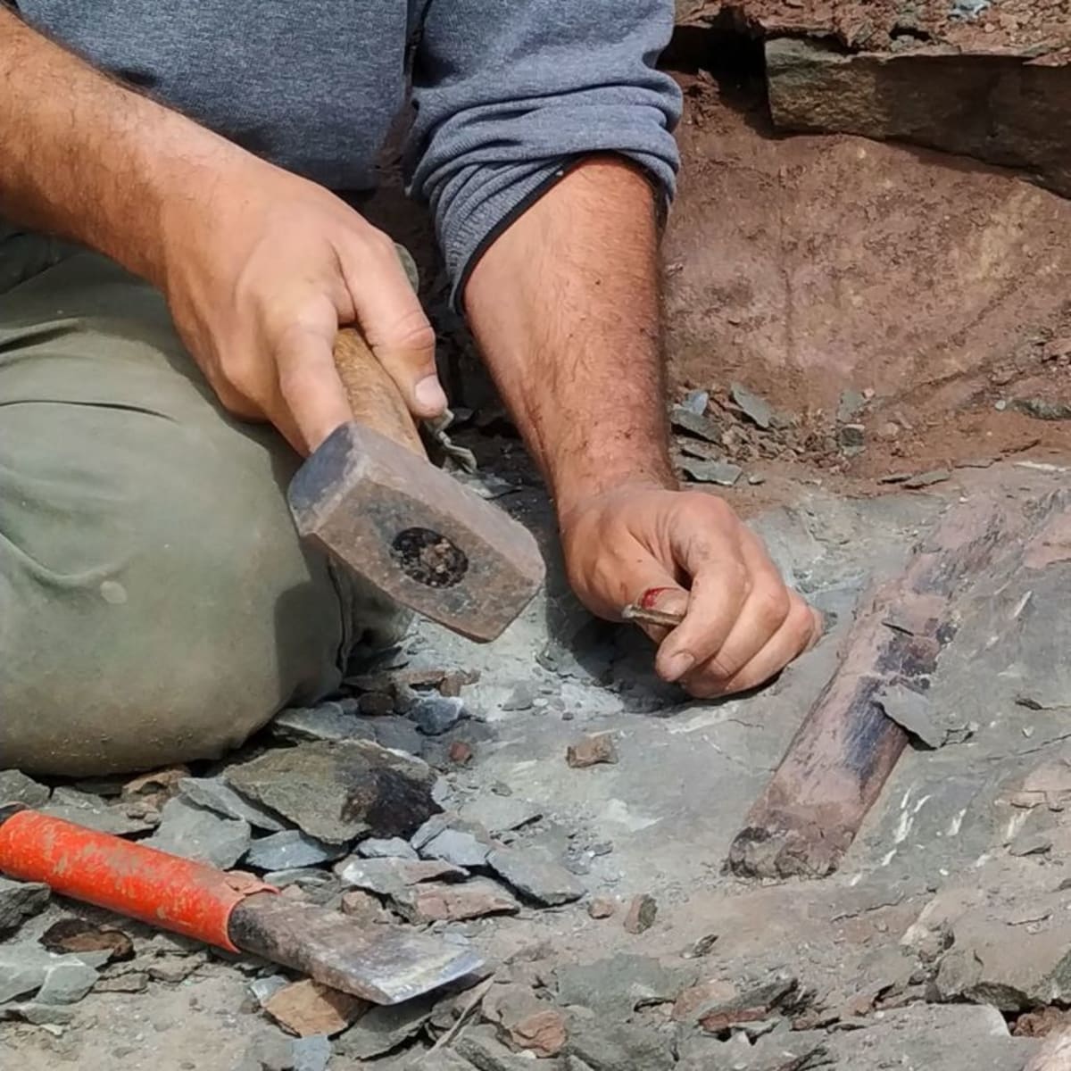 Giant Dinosaurs Nested Near Antarctica, Eggs Reveal - Image 2