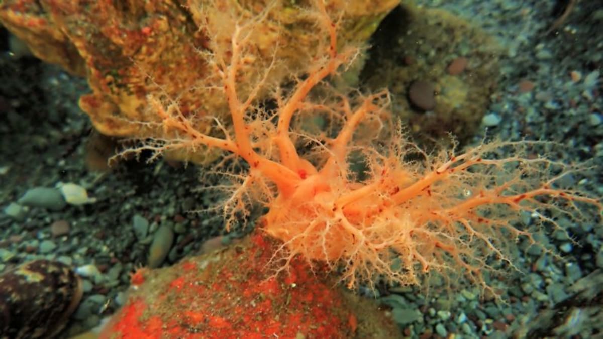 Sea Cucumber Body Parts Survive 3+ Years After Removal