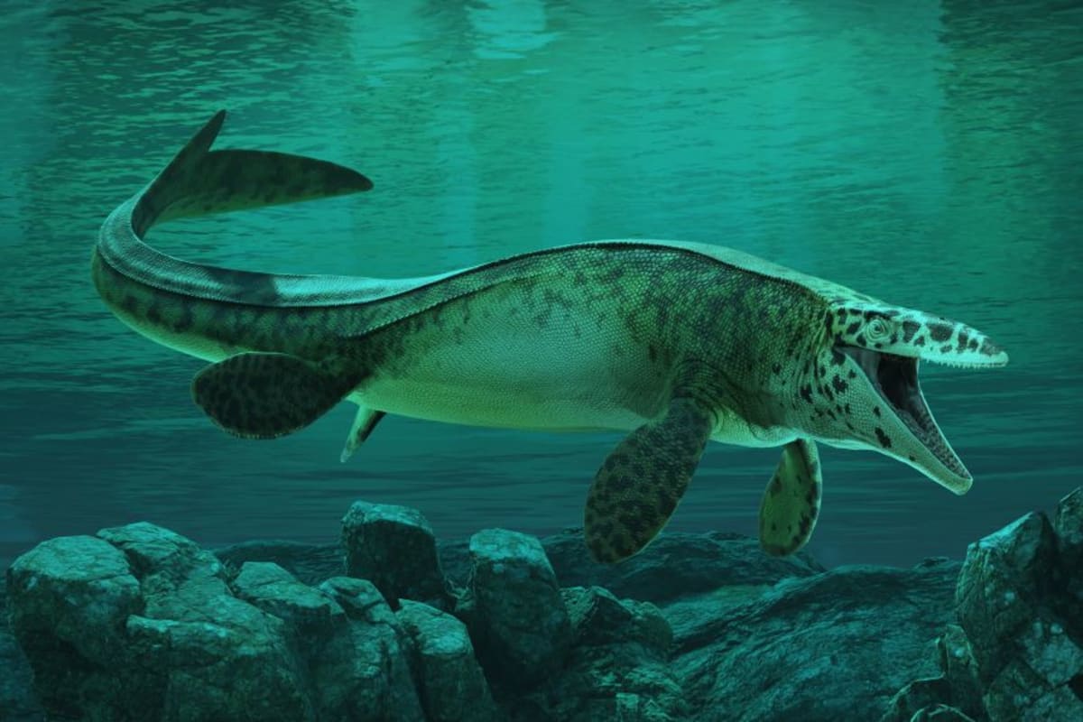 Scientists Crown New Ocean King: Meet Tylosaurus Rex - Image 4