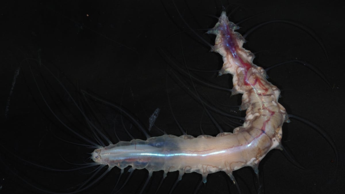 Scientists Discover 1,121 New Ocean Species in One Year