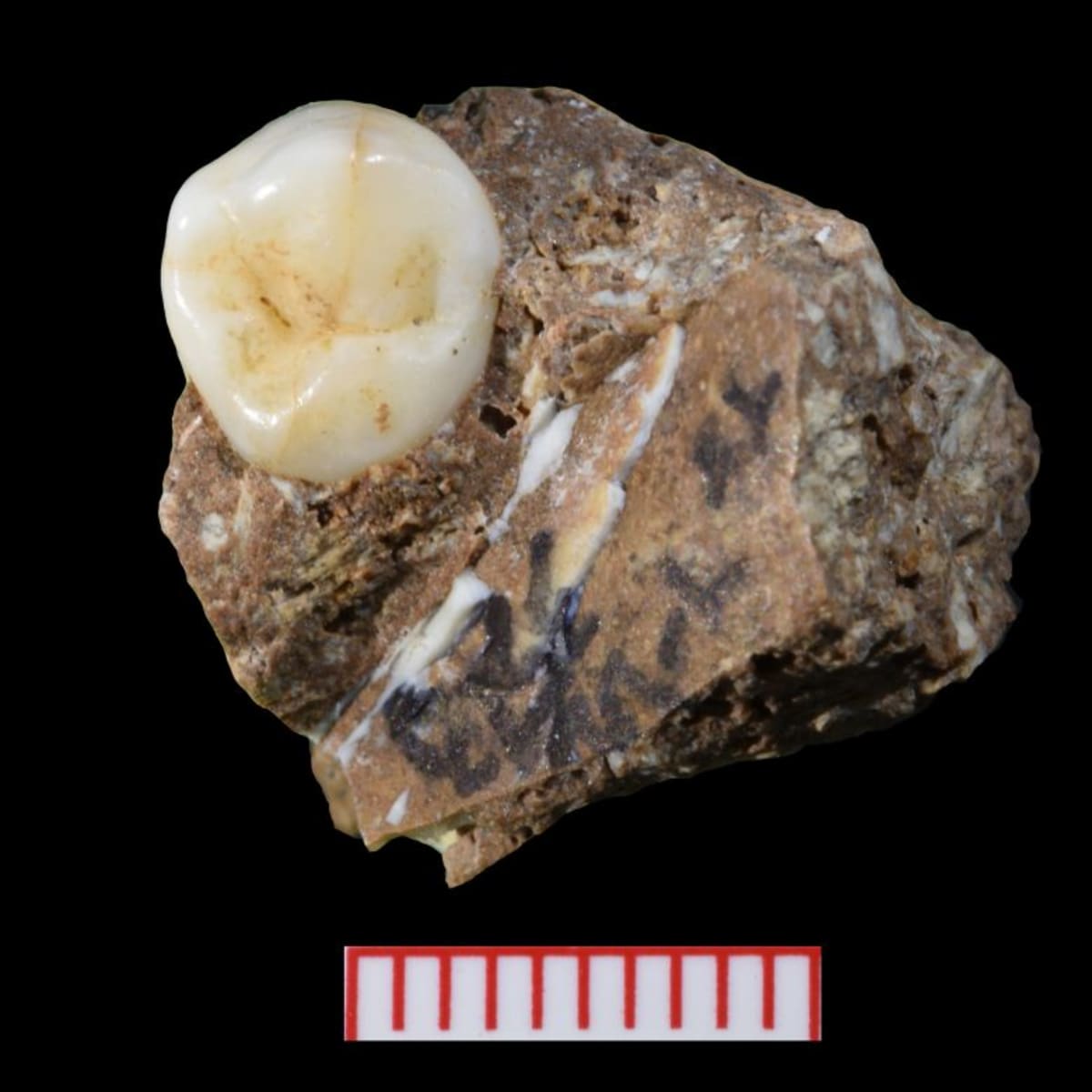 China Cave Reveals How Extinct Denisovans Hunted and Lived - Image 3
