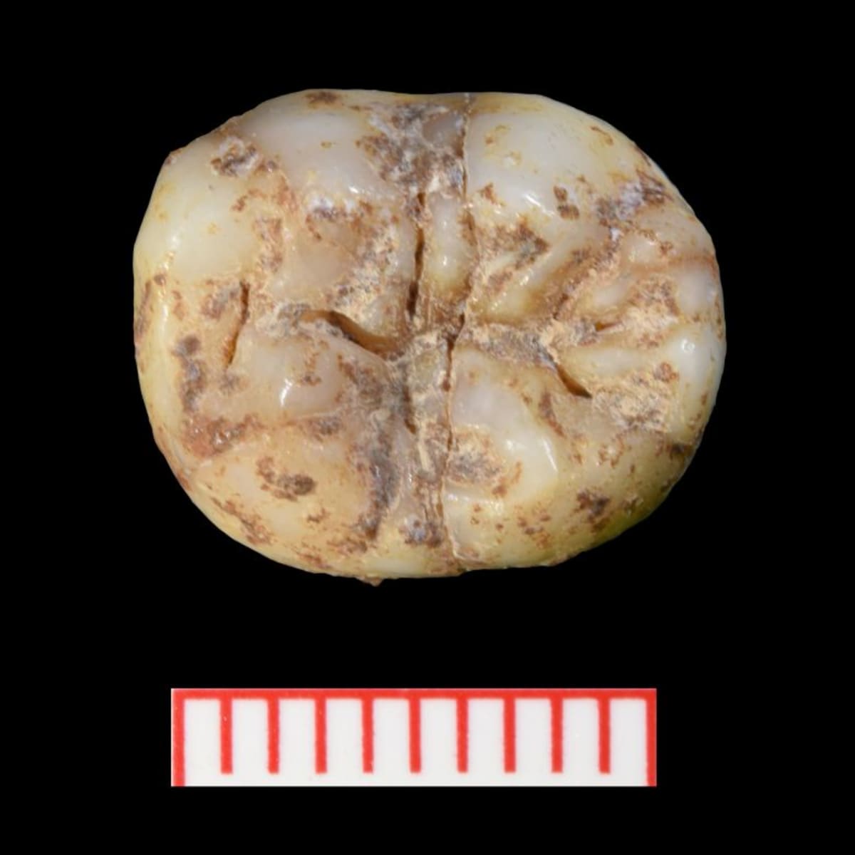 China Cave Reveals How Extinct Denisovans Hunted and Lived - Image 4