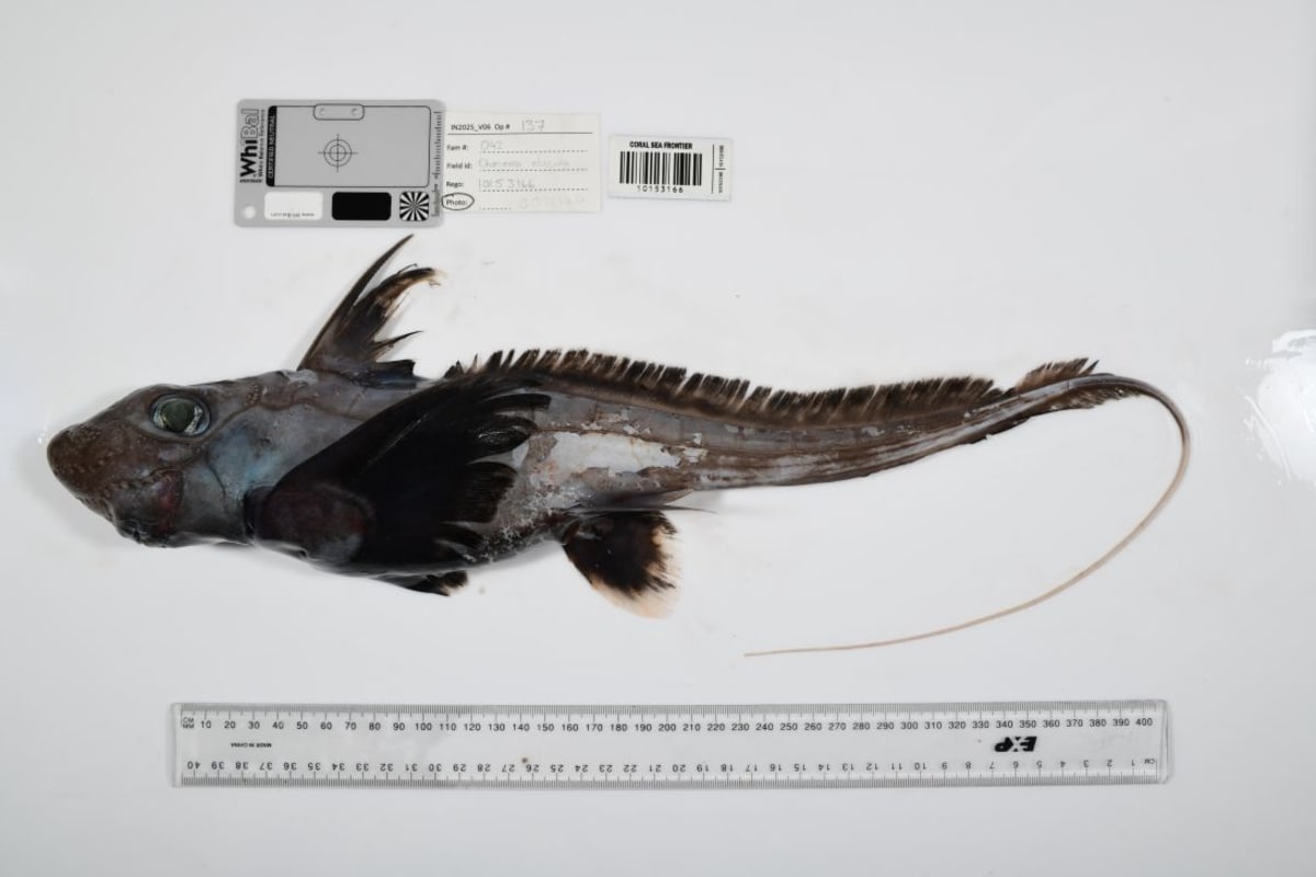 Scientists Discover 1,121 New Ocean Species in One Year - Image 3