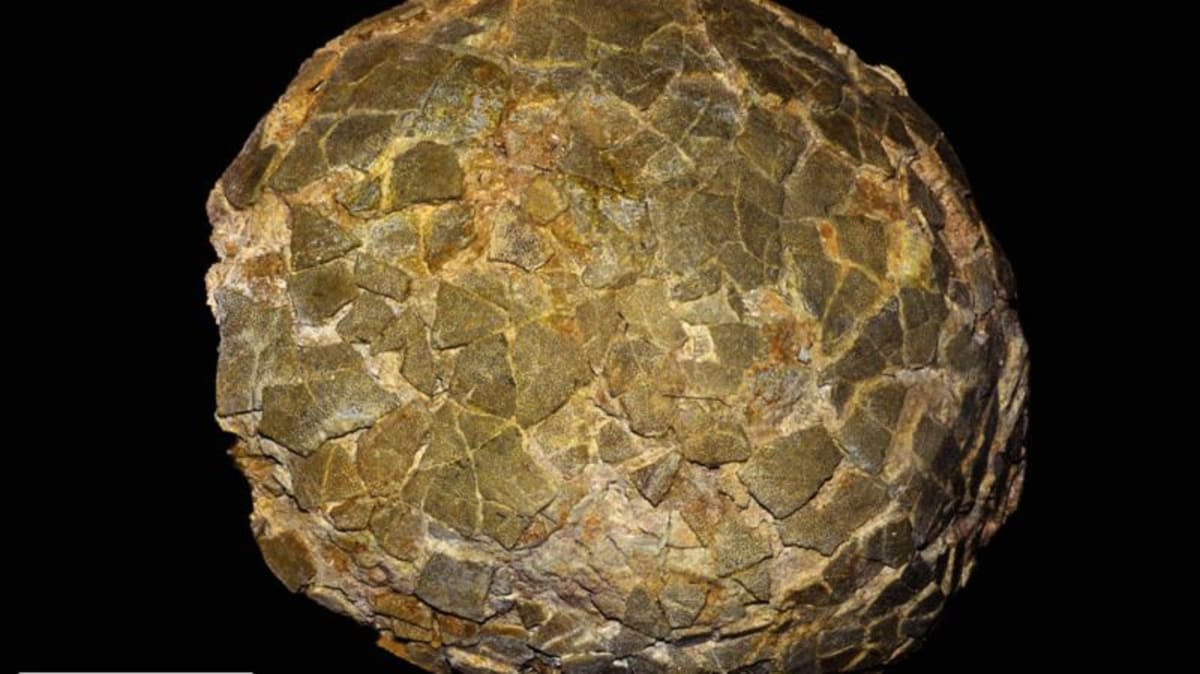 Giant Dinosaurs Nested Near Antarctica, Eggs Reveal
