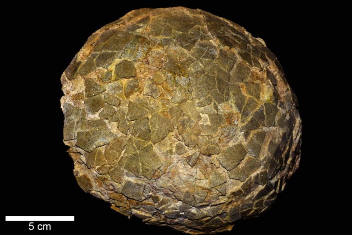 Giant Dinosaurs Nested Near Antarctica, Eggs Reveal - Image 3