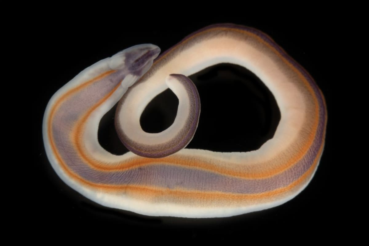 Scientists Discover 1,121 New Ocean Species in One Year - Image 4