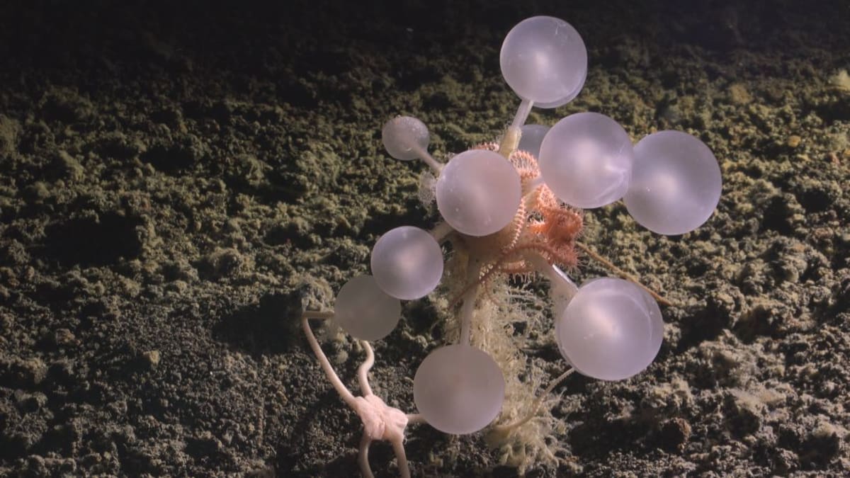Scientists Discover 1,121 New Ocean Species in One Year - Image 5