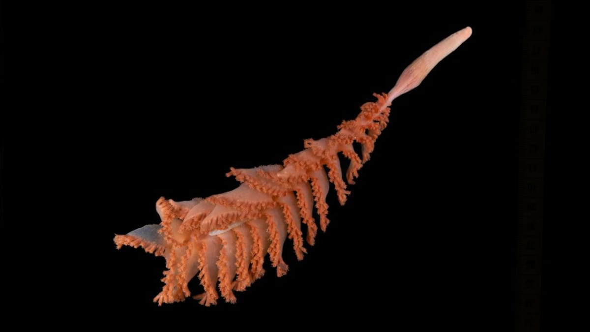 Scientists Discover 1,121 New Ocean Species in One Year - Image 2