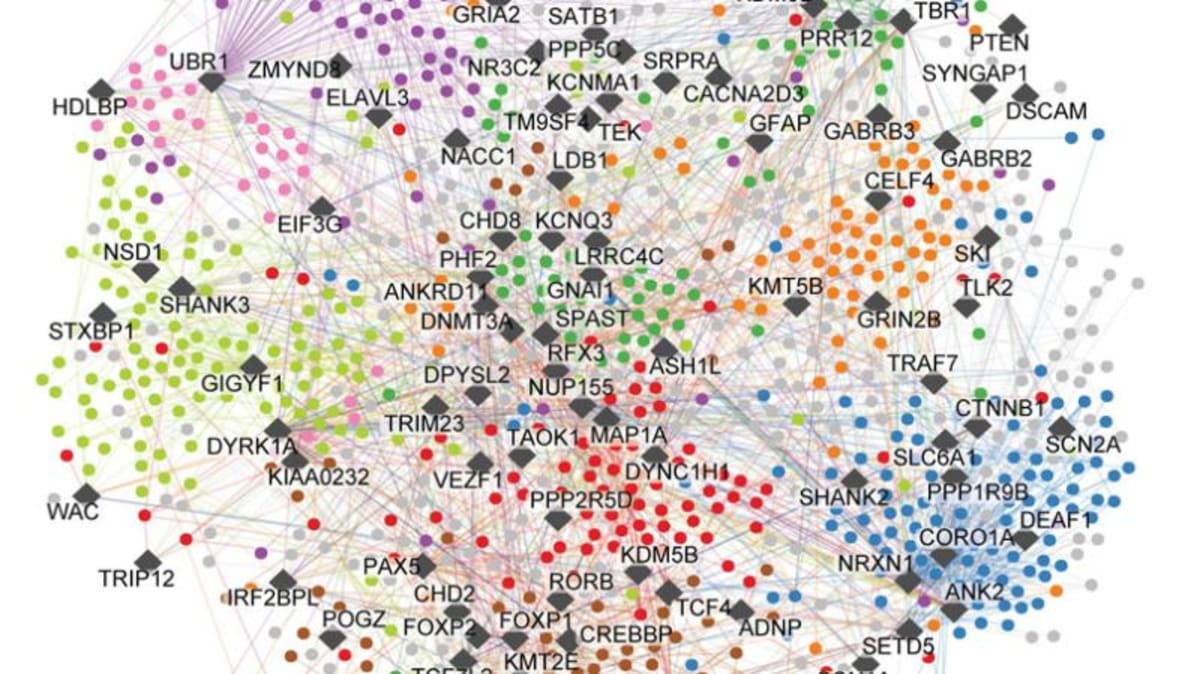 Scientists Map Autism Proteins, Opening Door to Treatments