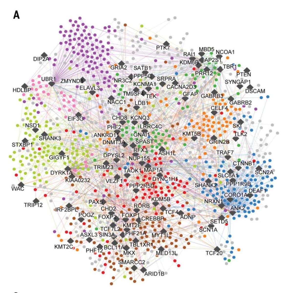 Scientists Map Autism Proteins, Opening Door to Treatments - Image 2