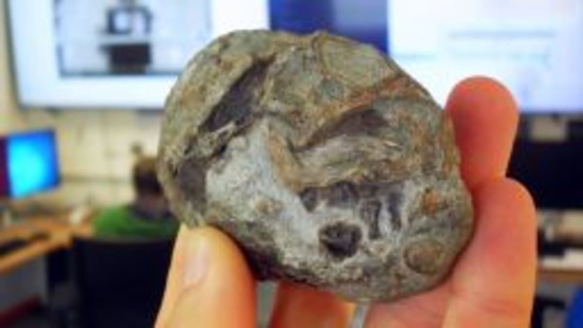 Giant Octopuses Ruled Ancient Seas 100 Million Years Ago - Image 5