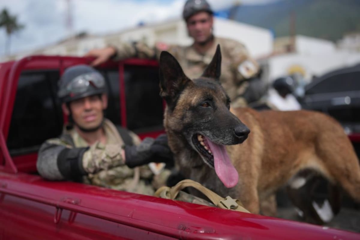 Rescue Dogs Save 25 Lives in Venezuela Earthquakes - Image 3