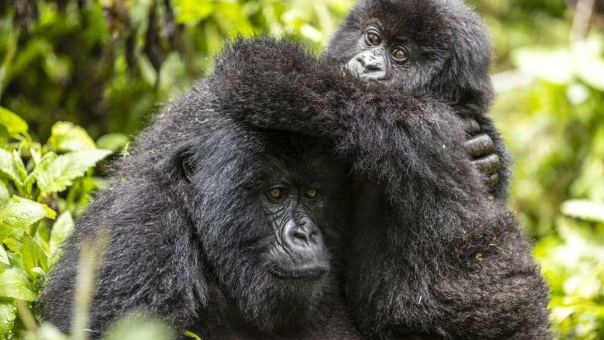 Mountain Gorillas Rebound from 250 to Over 1,000