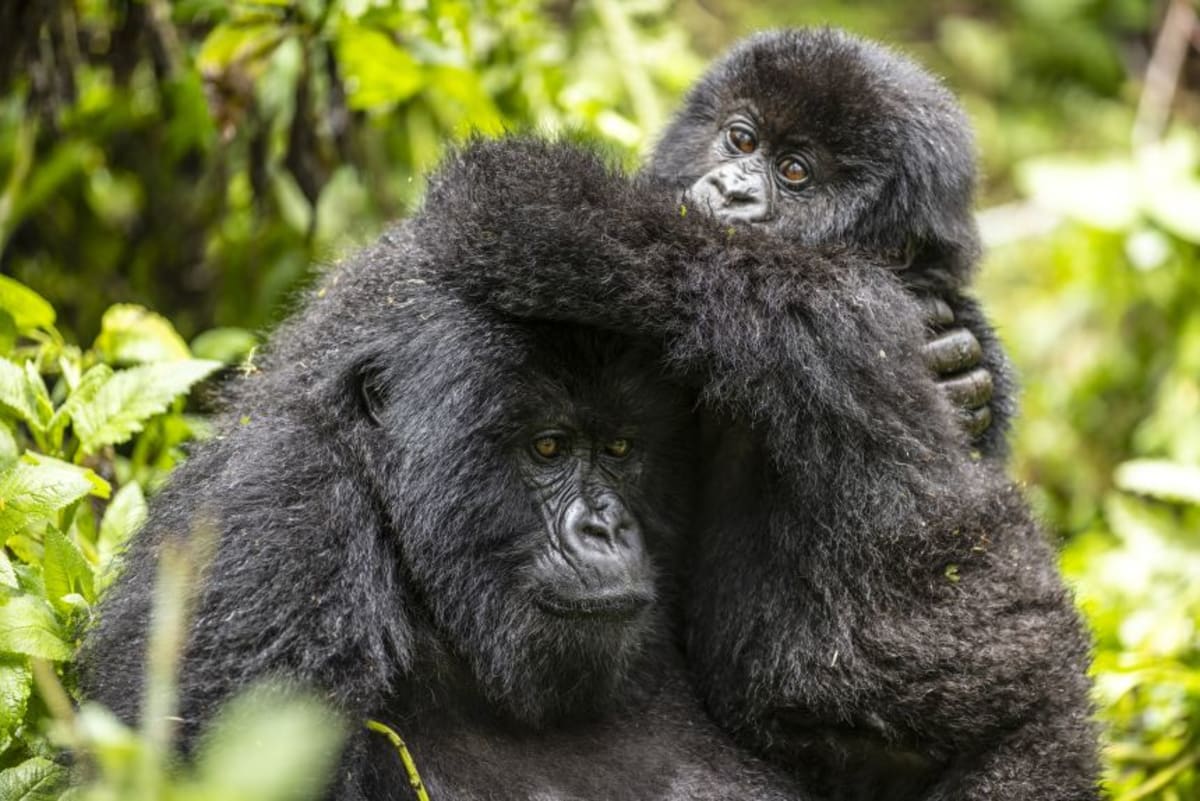Mountain Gorillas Rebound from 250 to Over 1,000 - Image 2