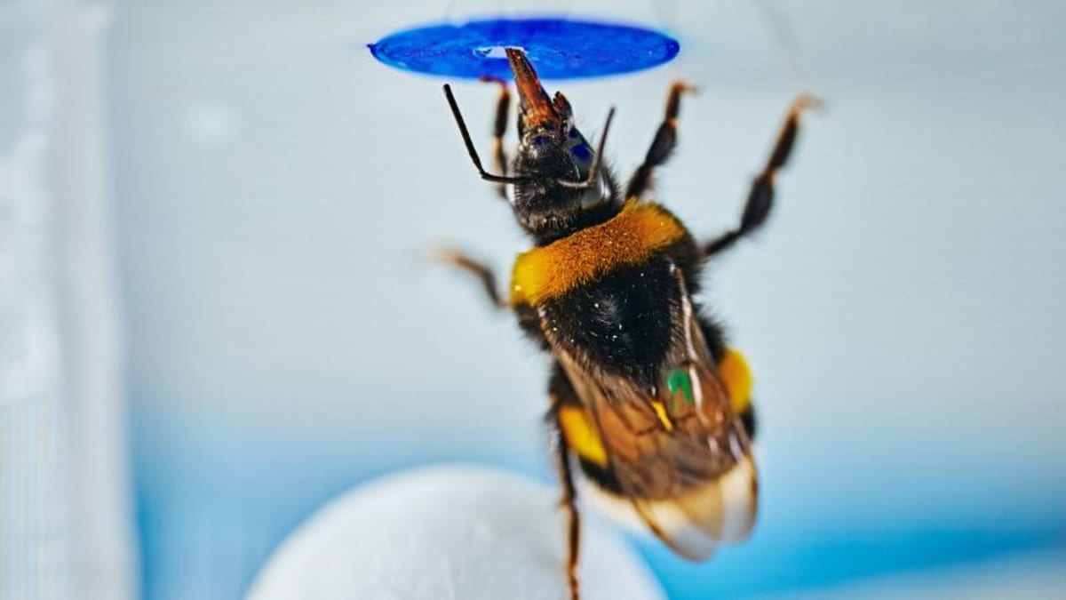 Bumblebees Solve Problems Like Chimps, Study Finds