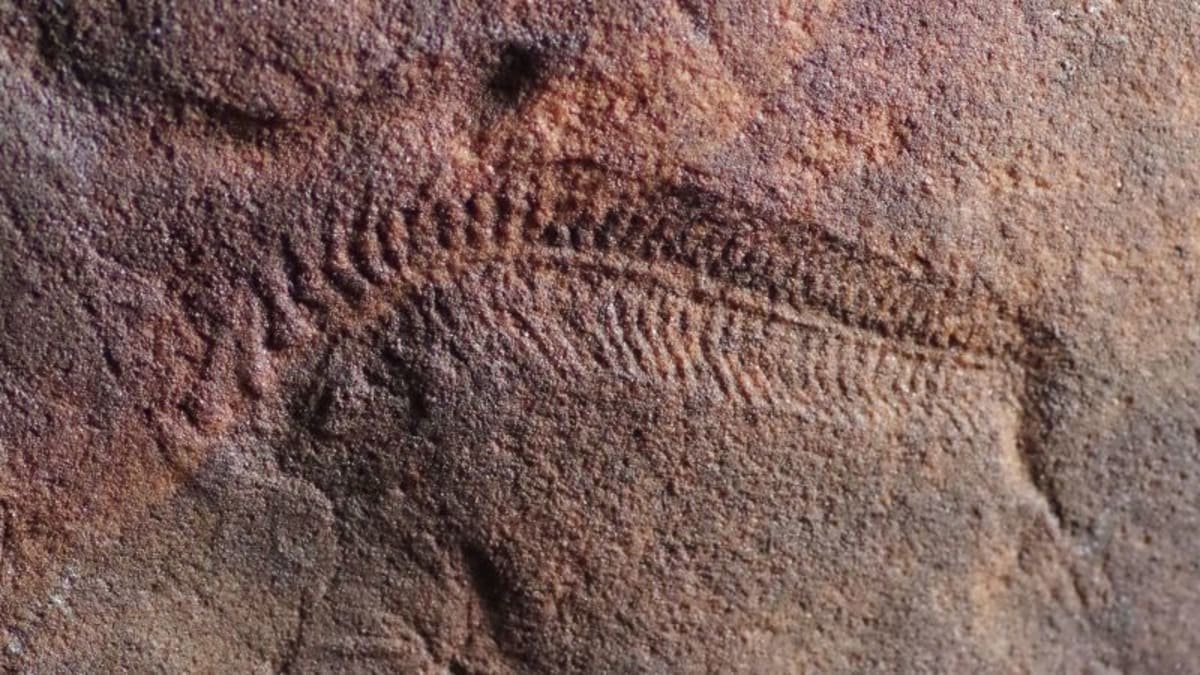 Fossil impression of ancient wormlike creature Spriggina floundersi curved in sedimentary rock