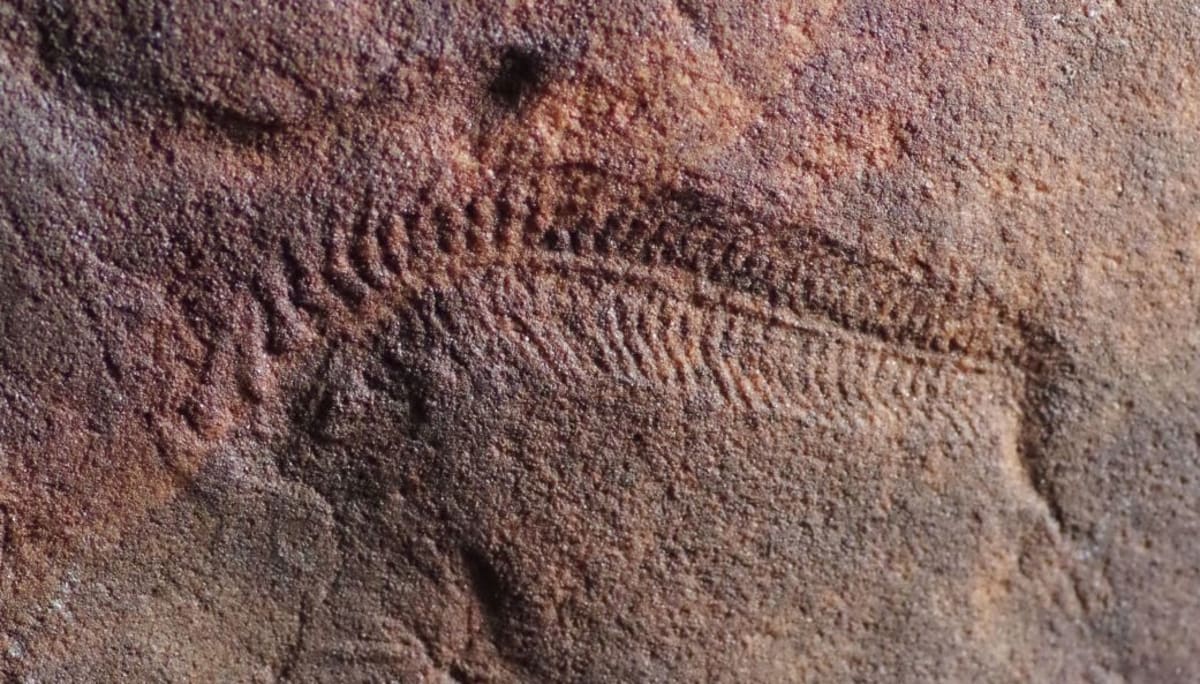 550-Million-Year-Old Worm Was First Known Righty - Image 2