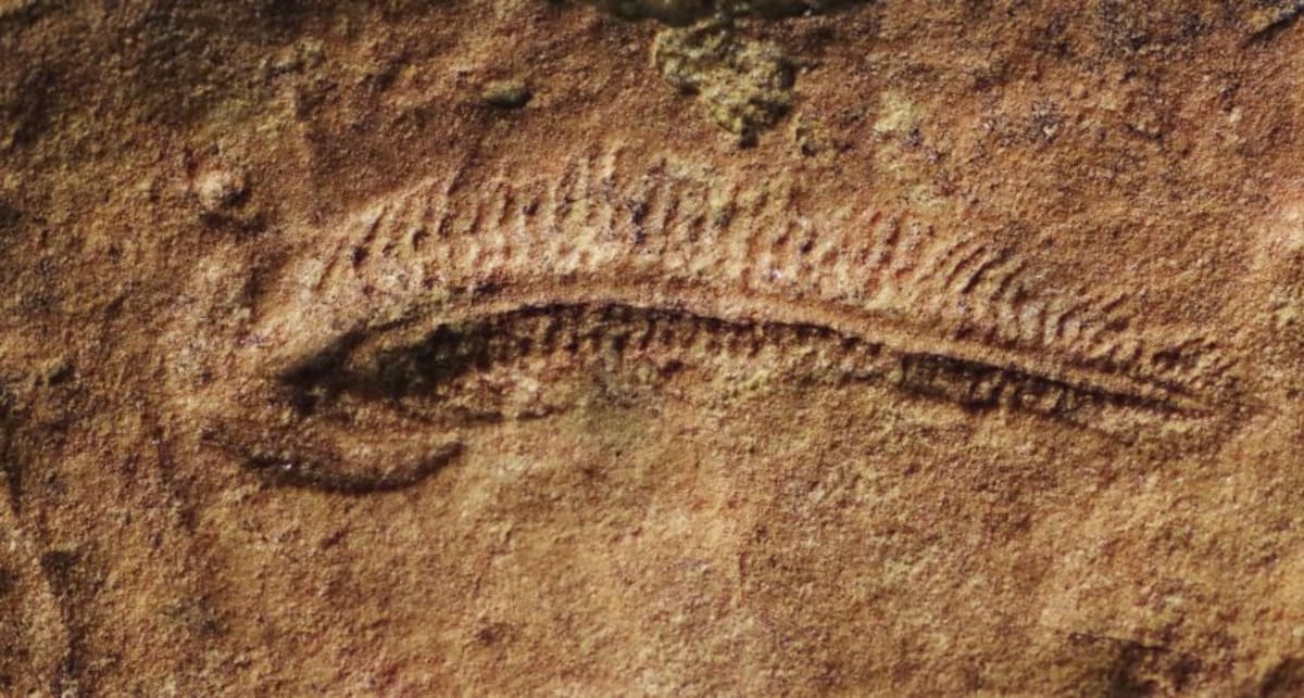 550-Million-Year-Old Worm Was First Known Righty - Image 4