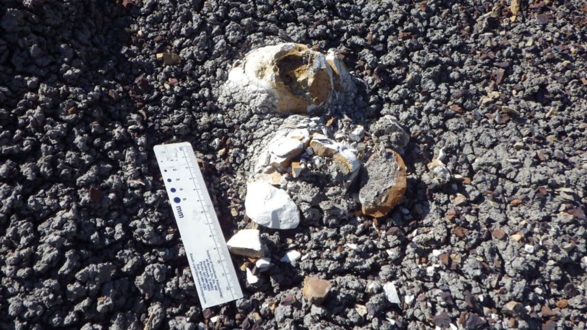 Dinosaur Poop Feather Reveals Why Modern Birds Survived - Image 3