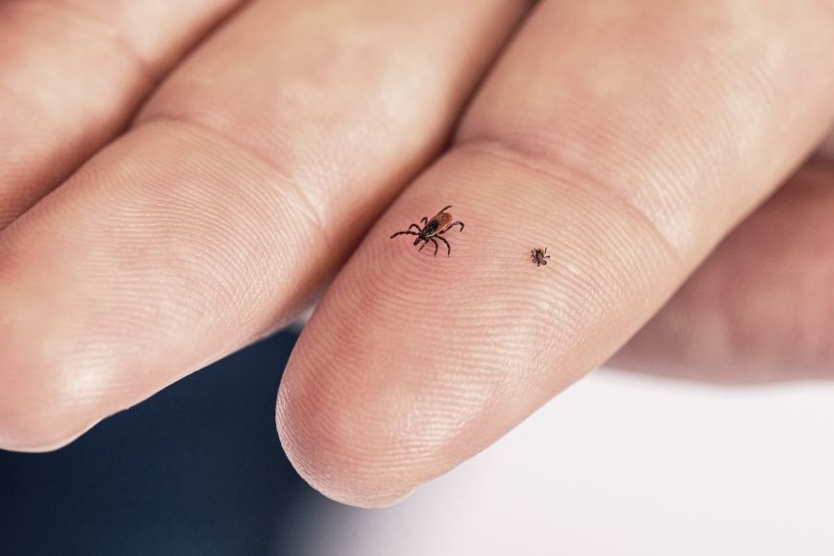New Hampshire Man Beats Rare Powassan Virus After Coma - Image 3