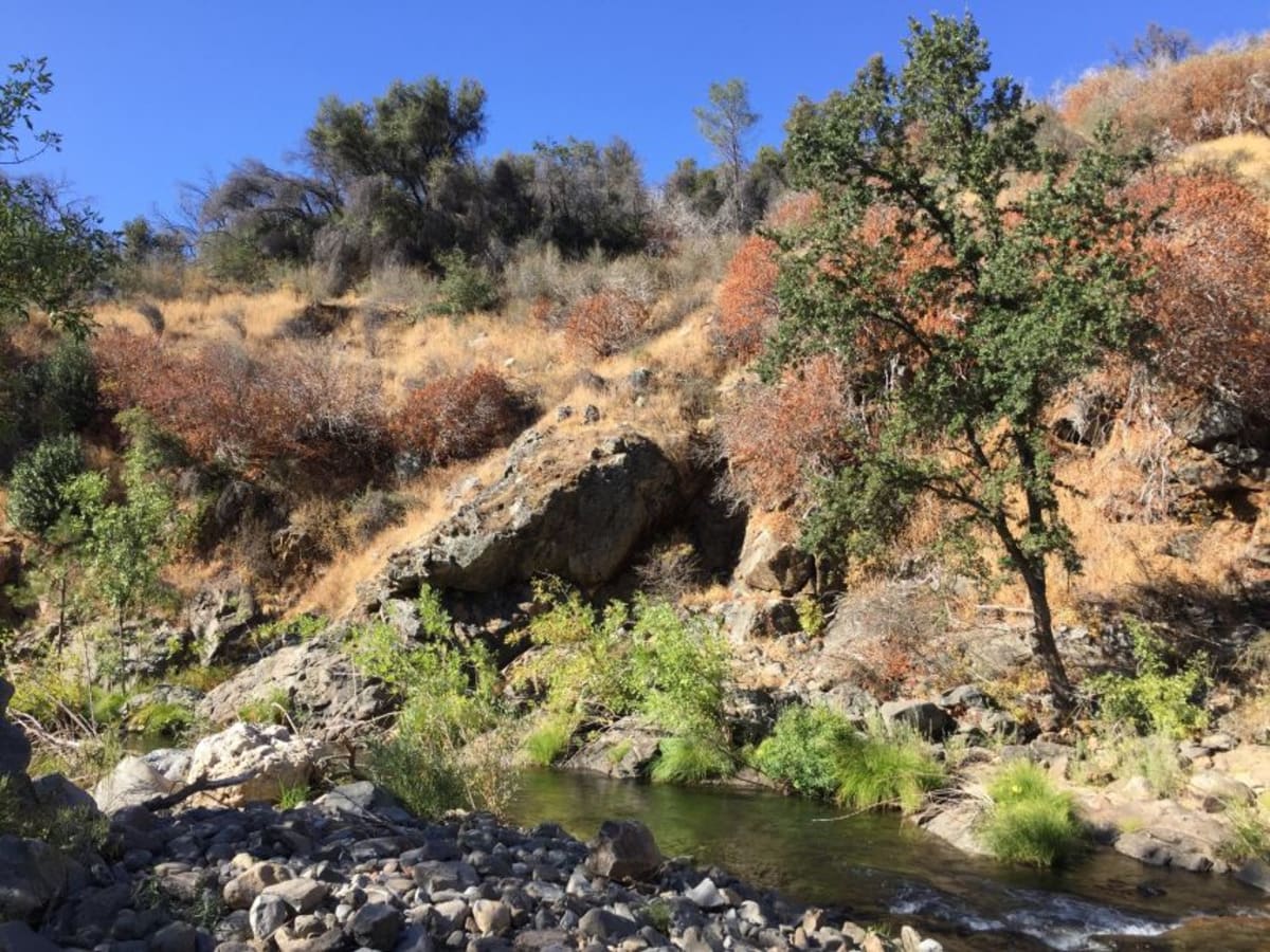 California Wildflower Evolves to Survive Mega-Drought - Image 2