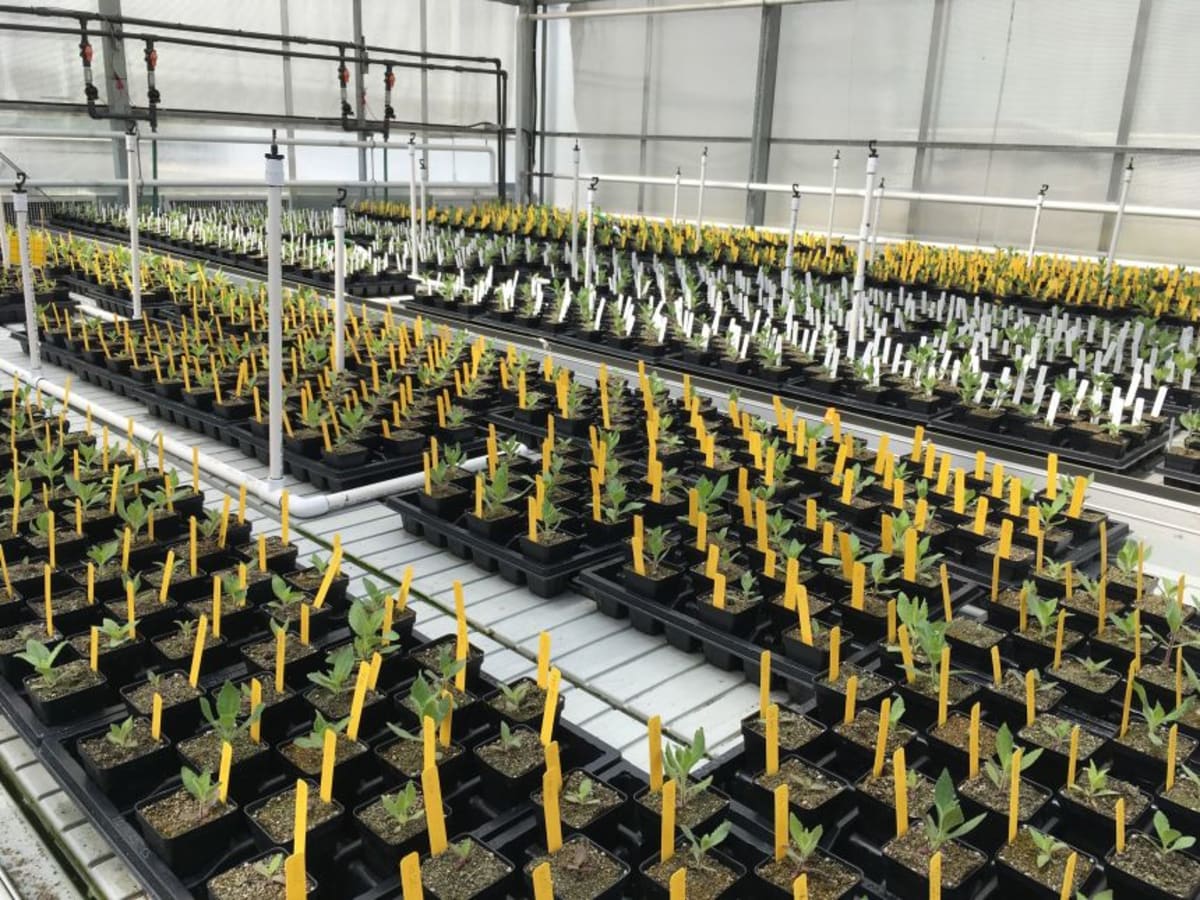 California Wildflower Evolves to Survive Mega-Drought - Image 5