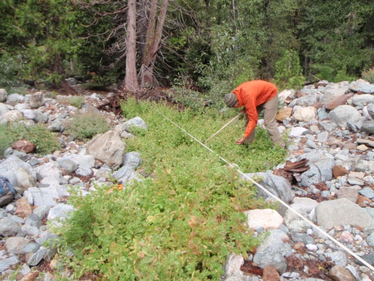 California Wildflower Evolves to Survive Mega-Drought - Image 4