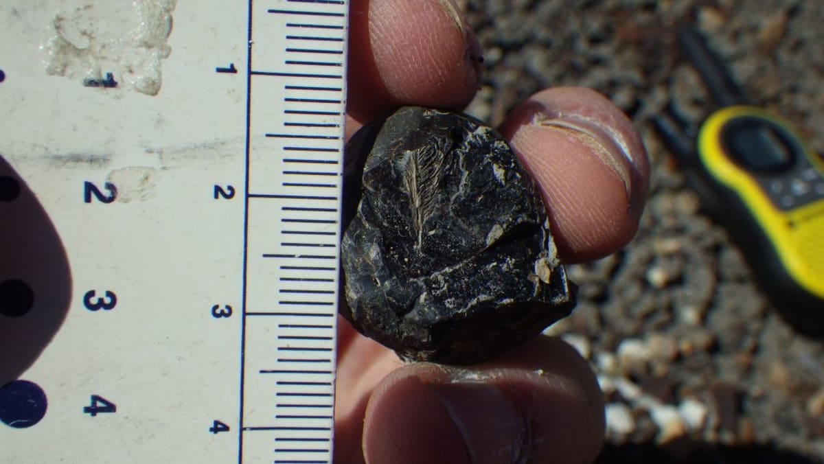Dinosaur Poop Feather Reveals Why Modern Birds Survived - Image 2